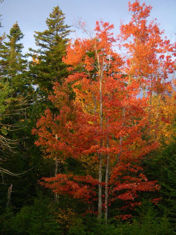 IMGP5084 Wash 08bright foliage.JPG - Bright foliage after Mt Washington -  Photo by Rickey Shortt